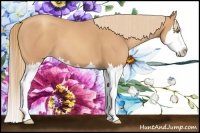 Horse Color:Gold Champagne Splash