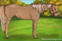 Horse Color:Red Roan 