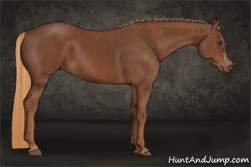 Horse Color:Chestnut  Brindle
