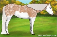 Horse Color:Silver Bay Ice Splash 