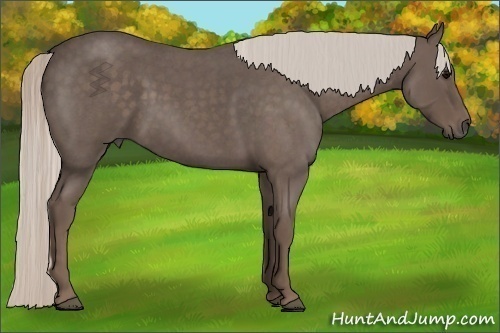 Horse Color:Silver Blue Roan 