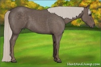 Horse Color:Silver Blue Roan 