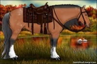 Horse Color:White Spotted Bay 