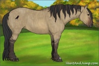 Horse Color:Brown Dun Rabicano Brindle