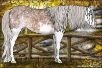 Horse Color:White Spotted Silver Brown Splash 
