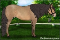 Horse Color:Sable Champagne