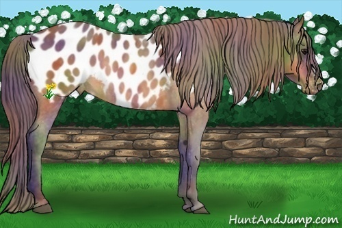 Horse Color:Nacre Buckskin Appaloosa  Brindle
