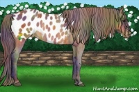 Horse Color:Nacre Buckskin Blanket  Brindle