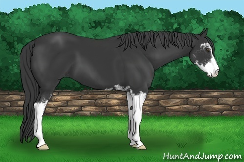 Horse Color:Black Sabino 