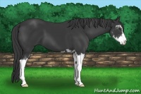 Horse Color:Black Sabino 