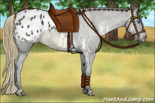 Horse Color:Buckskin Splash Varnish  Brindle