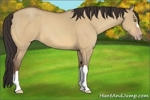 Horse Color:Amber Champagne Dun