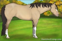 Horse Color:Amber Champagne Dun 