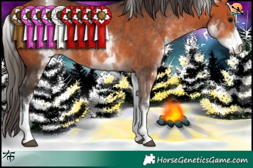 Horse Color:White Spotted Bay 