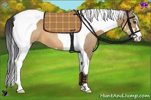 Horse Color:Bay Dun Sabino Tobiano 