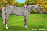 Horse Color:Silver Blue Roan 