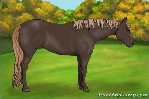 Horse Color:Unknown 