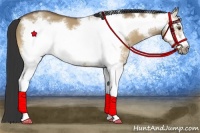 Horse Color:White Spotted Buckskin Dun Frame 