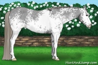 Horse Color:White Spotted Smoky Black Varnish 