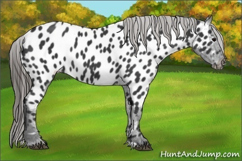 Horse Color:Black Near Leopard