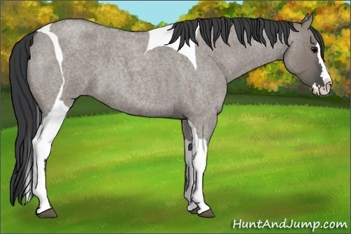 Horse Color:Grullo Roan Splash Tobiano 