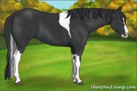 Horse Color:Black Splash Tobiano