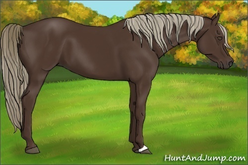 Horse Color:Liver Chestnut 