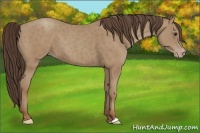 Horse Color:Classic Champagne 