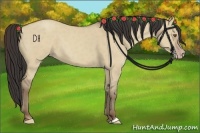 Horse Color:Classic Champagne Dun 