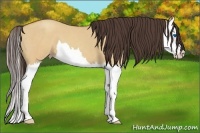 Horse Color:Amber Champagne Dun Splash