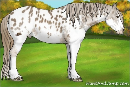 Horse Color:Liver Chestnut Sabino Splash Near Leopard 