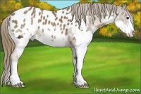Horse Color:Liver Chestnut Sabino Splash Appaloosa 