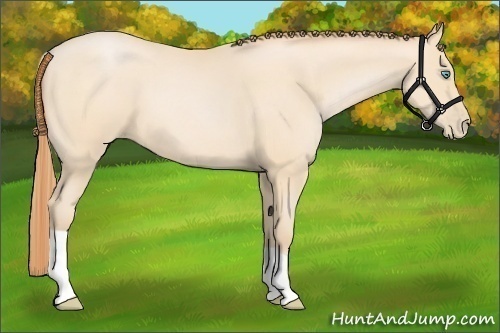 Horse Color:Buckskin Pearl 