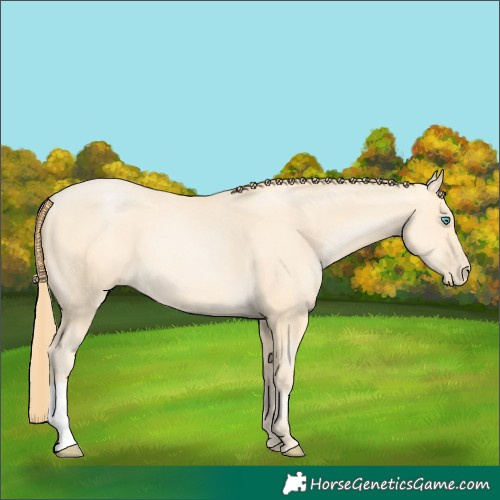 Horse Color:Buckskin Pearl 