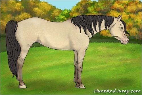 Horse Color:Sable Champagne Dun