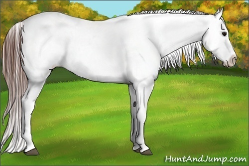 Horse Color:Bay Blanket 