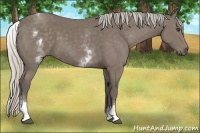 Horse Color:White Spotted Silver Black 