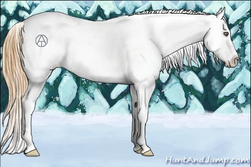 Horse Color:Gold Champagne Appaloosa 