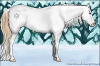 Horse Color:Gold Champagne Appaloosa
