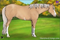 Horse Color:White Spotted Silver Sable Champagne