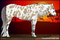 Horse Color:Liver Red Dun Appaloosa 