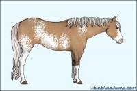 Horse Color:White Spotted Silver Bay Dun Sabino Splash 