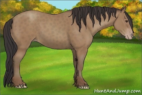 Horse Color:Classic Champagne 