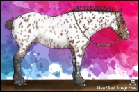 Horse Color:Bay Near Leopard Rabicano 