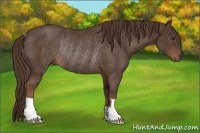 Horse Color:Liver Chestnut Rabicano 