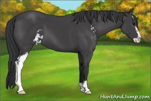 Horse Color:Black Sabino 