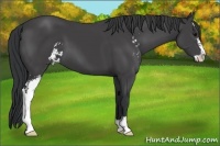 Horse Color:Black Sabino