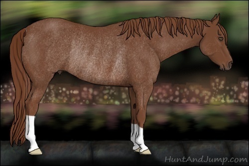 Horse Color:Chestnut Rabicano 