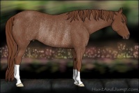 Horse Color:Chestnut Rabicano