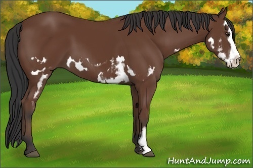 Horse Color:Bay Splash Frame 